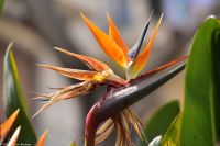 Vulkane Italiens 0094