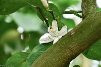 Vulkane Italiens 0100