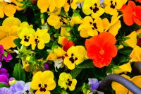 Vulkane Italiens 0101