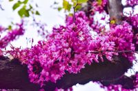 Vulkane Italiens 0102