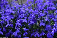 Vulkane Italiens 0106