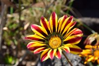 Vulkane Italiens 0169