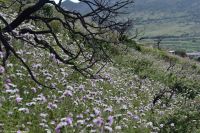 Vulkane Italiens 0176