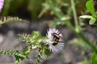 Vulkane Italiens 0178