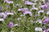 Vulkane Italiens 0177