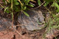 Vulkane Italiens 0184