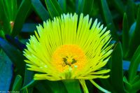 Vulkane Italiens 0217