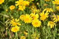 Vulkane Italiens 0228