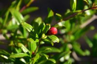 Vulkane Italiens 0232