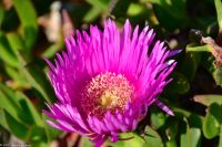 Vulkane Italiens 0230