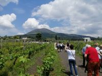 Besuch des Landgutes Cantina del Vesuvio