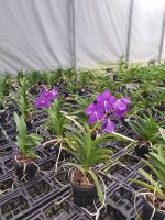 Raffeiner Orchideenwelt