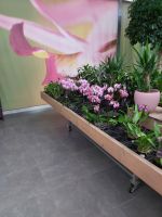 Raffeiner Orchideenwelt