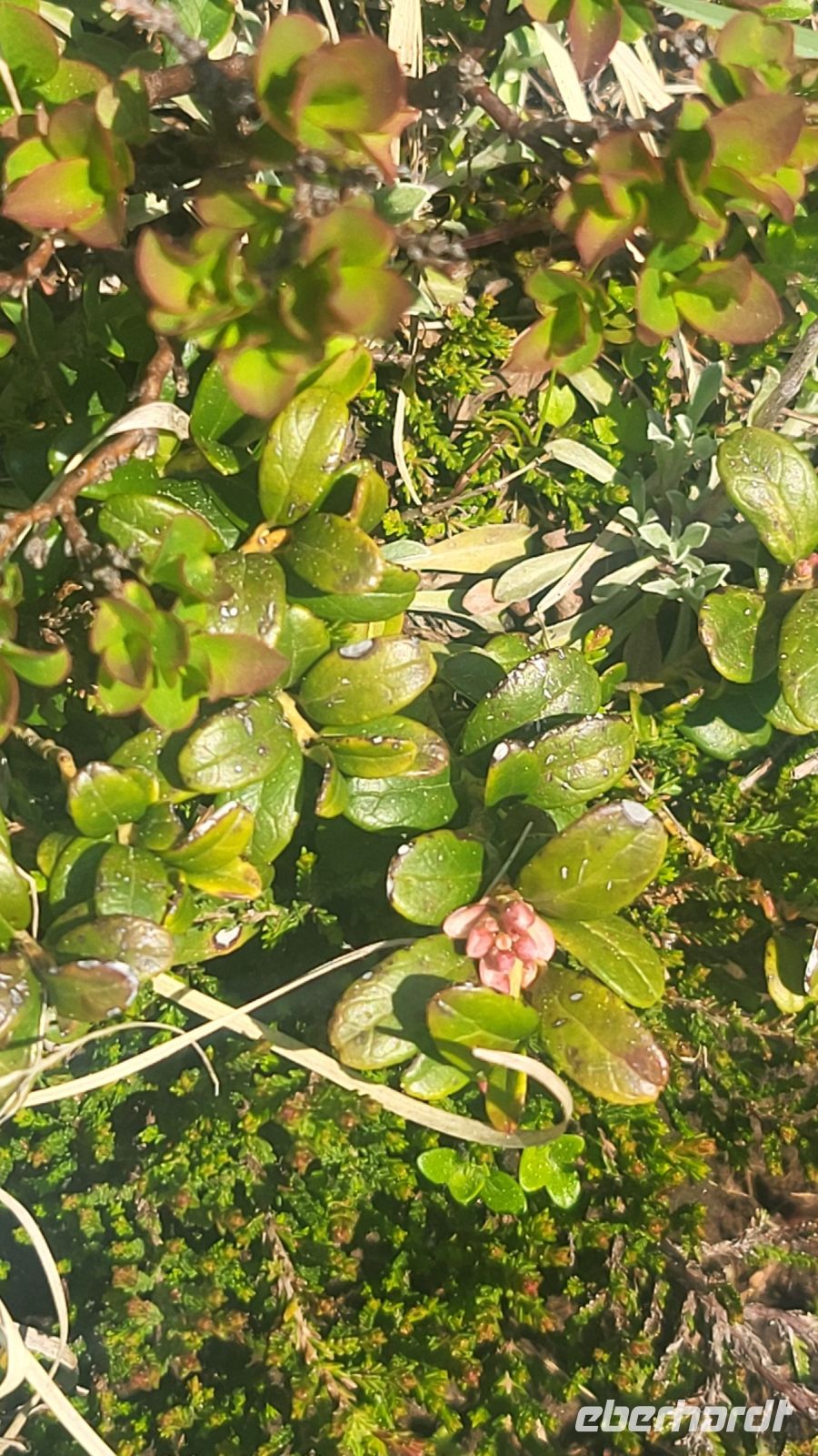 015 – Italien, Trentino, Commezzadura, Wanderung