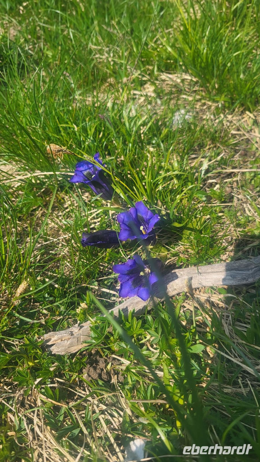 016 – Italien, Trentino, Commezzadura, Wanderung