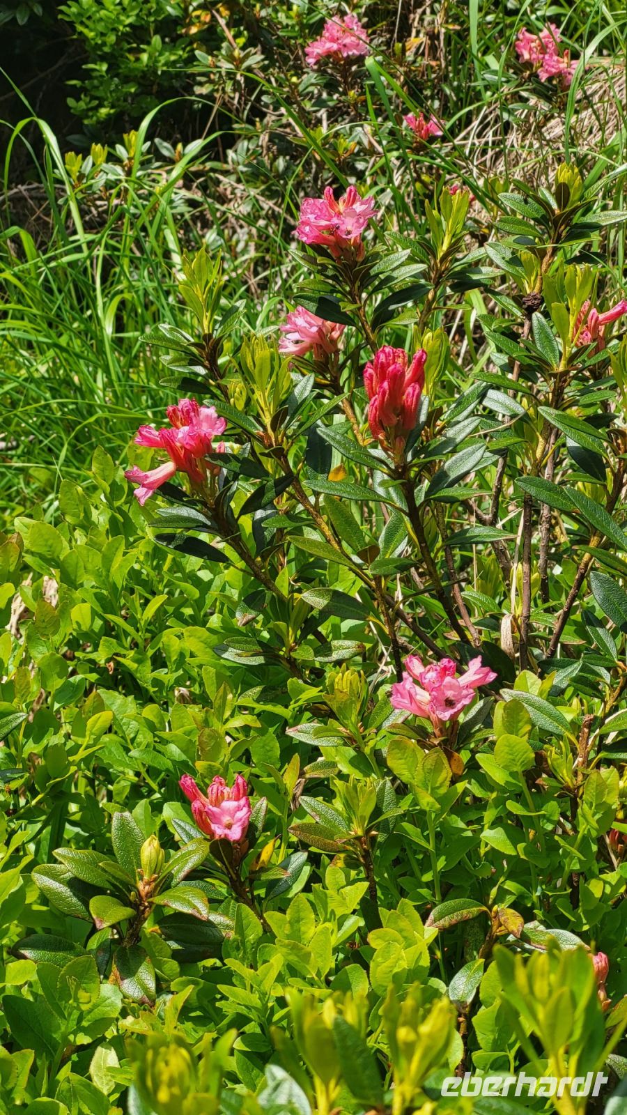 033 – Italien, Trentino, Commezzadura, Wanderung