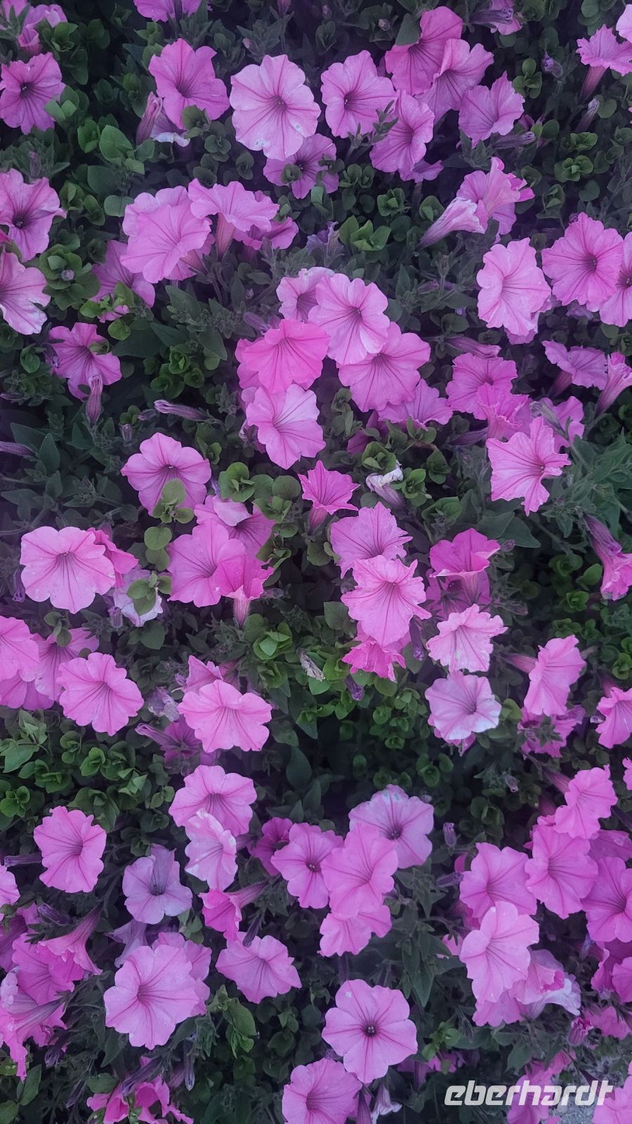 044 – Italien, Trentino, Commezzadura