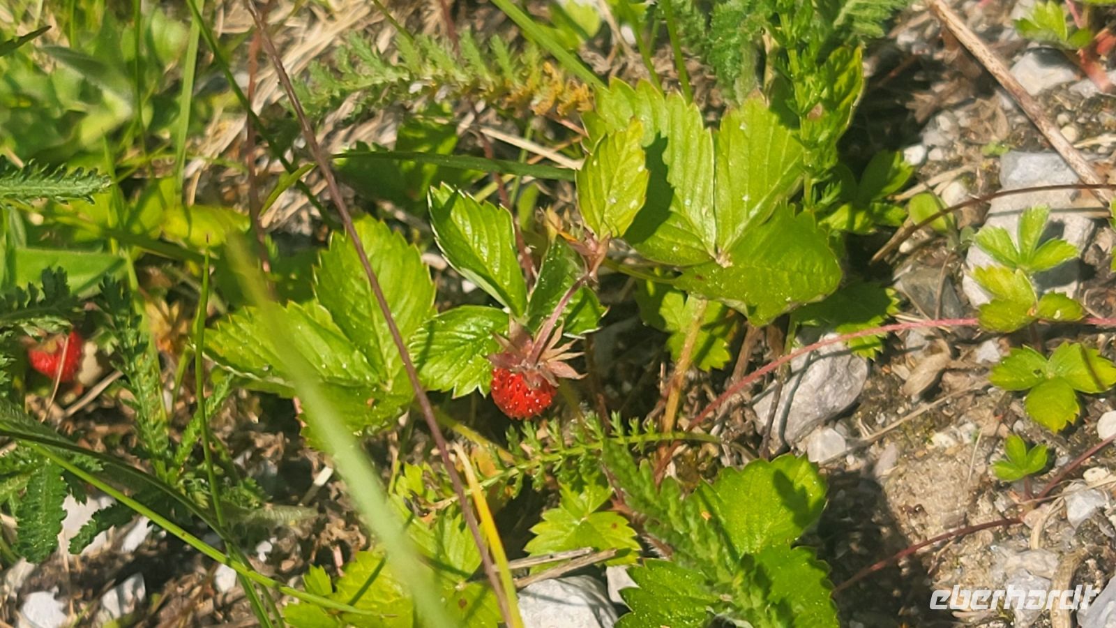 059 – Italien, Trentino, Rabbi Tal, Wanderung