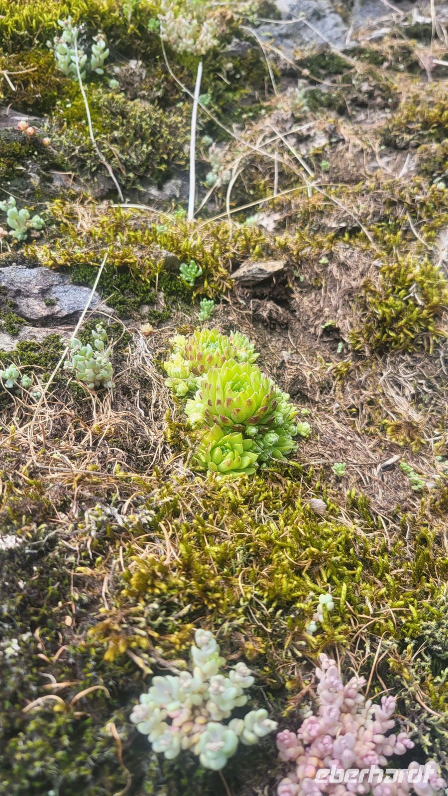 074 – Italien, Trentino, Rabbi Tal, Wanderung