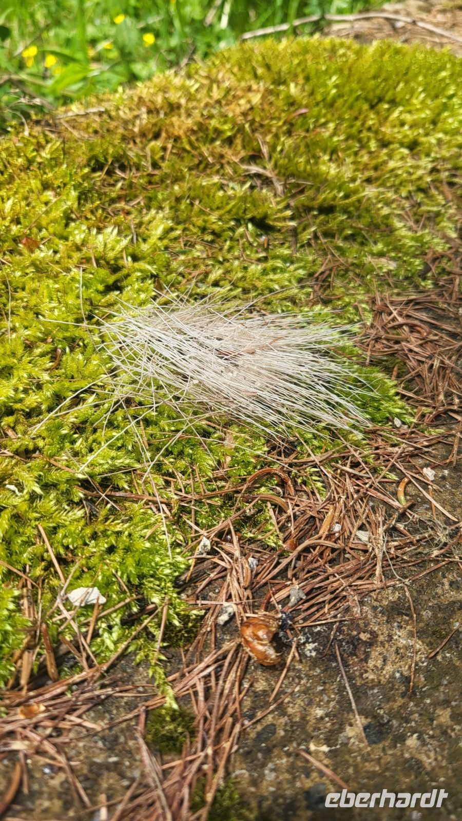 102 – Italien, Trentino, Peio Tal, Wanderung