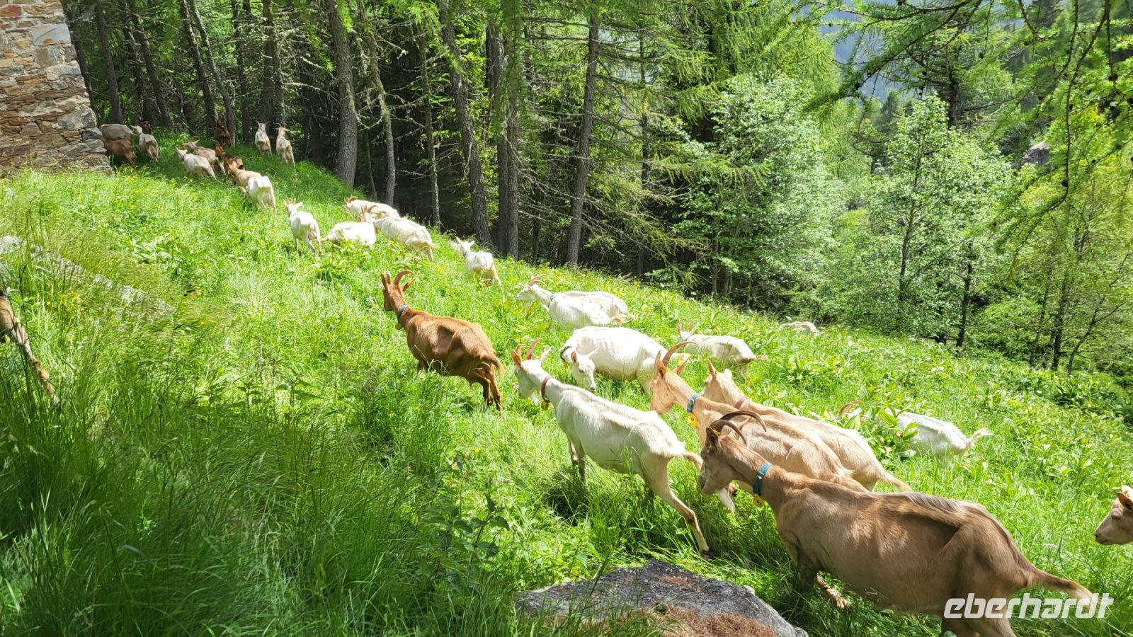 111 – Italien, Trentino, Peio Tal, Wanderung