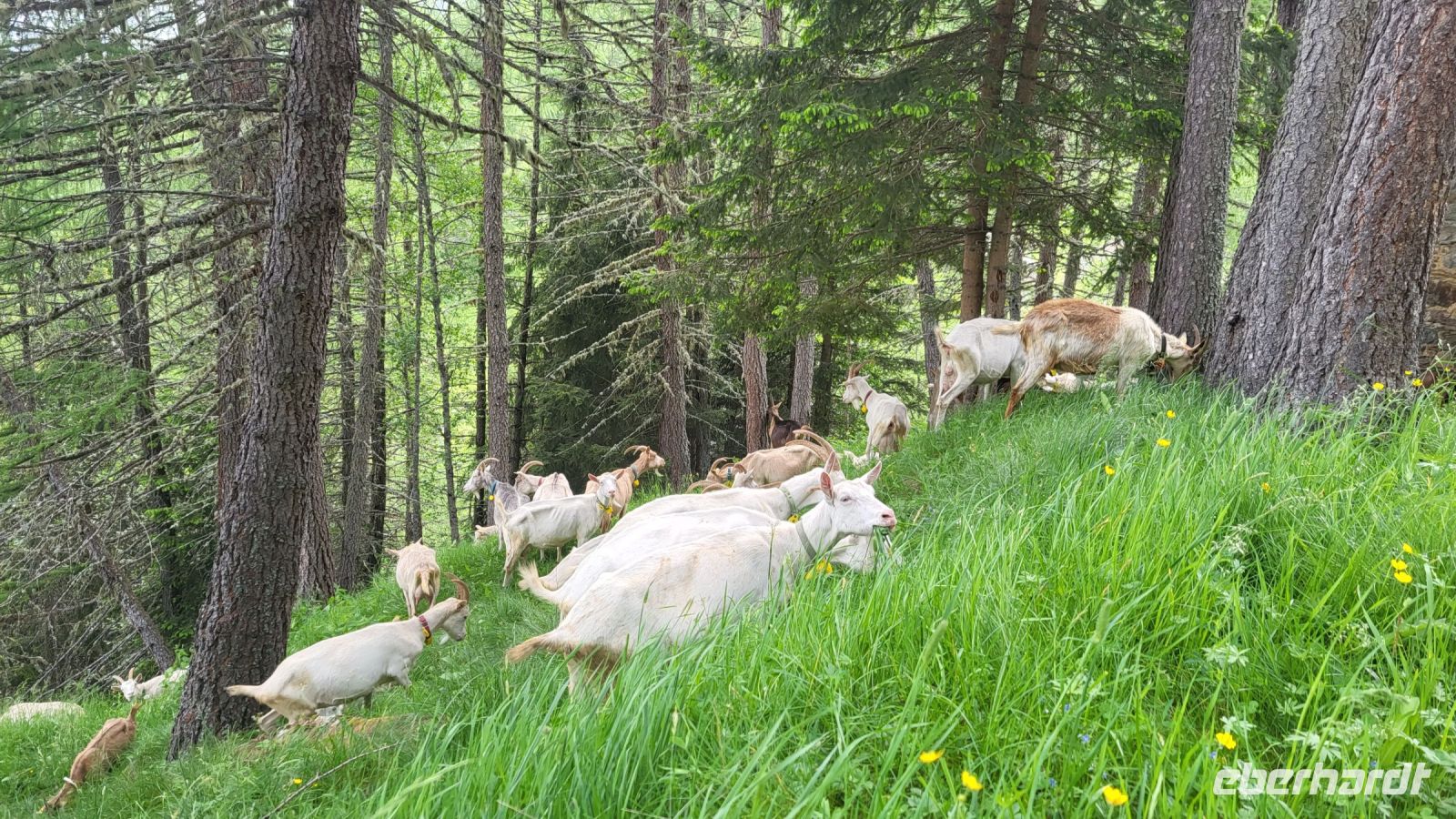 112 – Italien, Trentino, Peio Tal, Wanderung