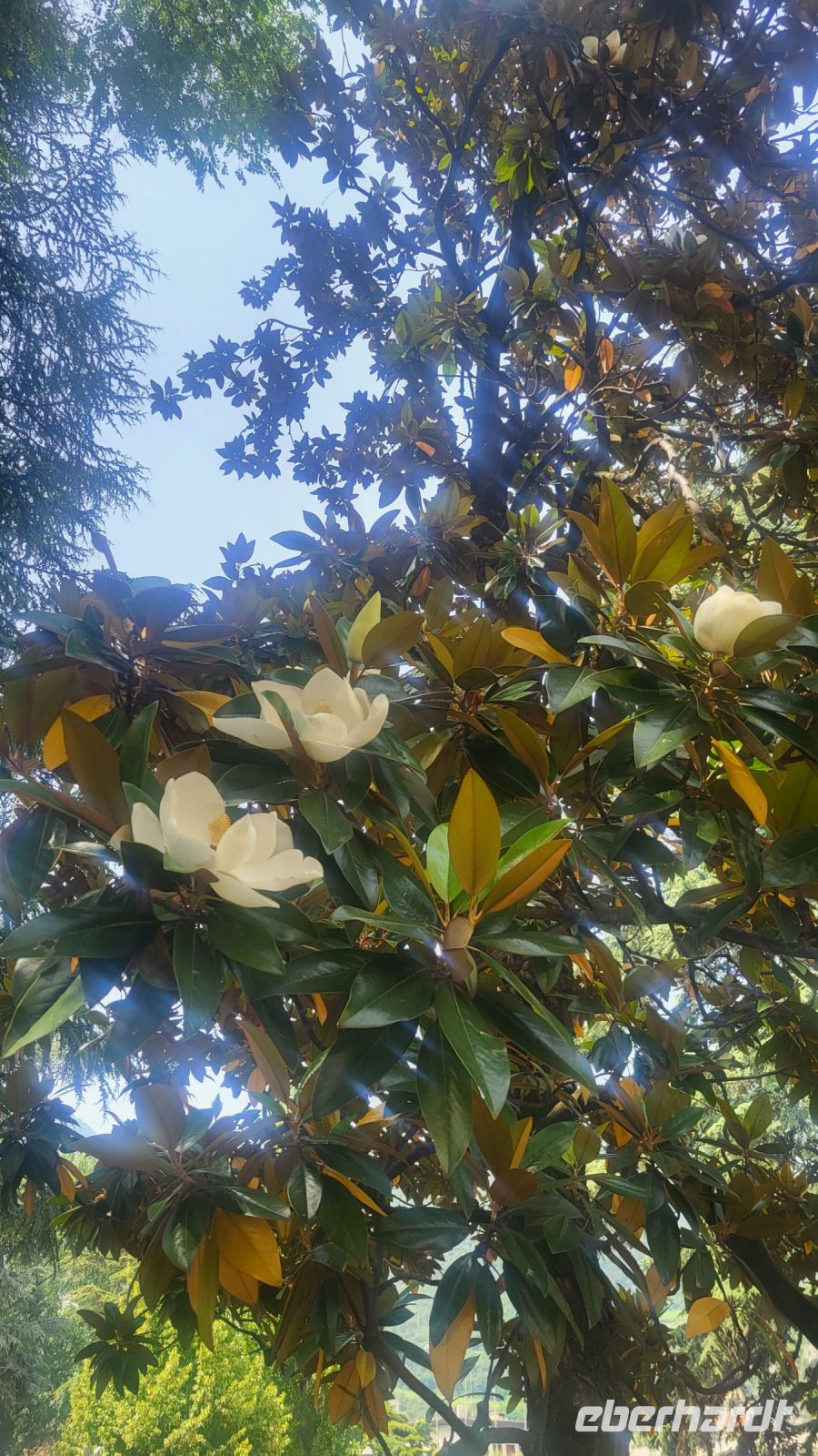 123 – Italien, Trentino, Trient