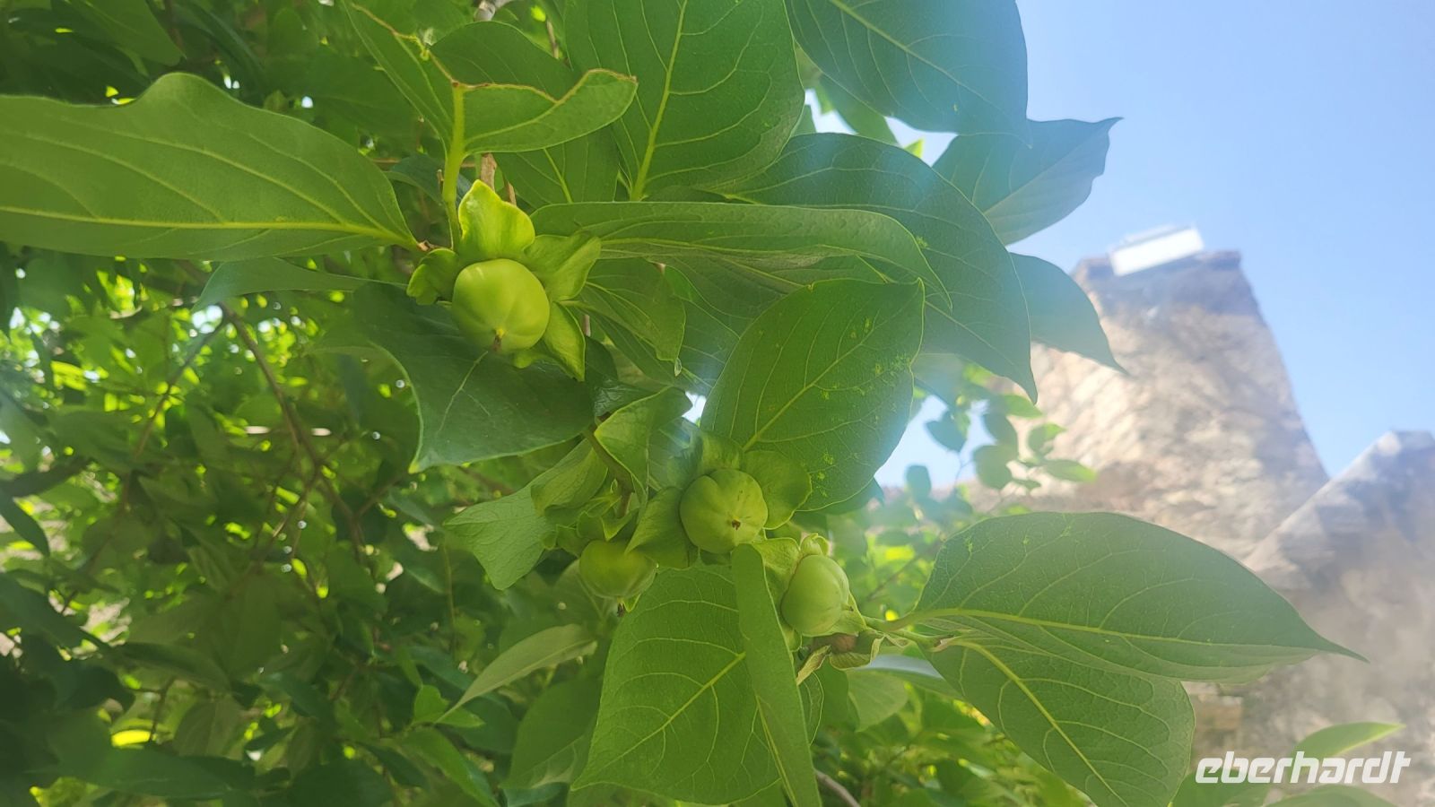 129 – Italien, Trentino, Trient, Castello del Buonconsiglio