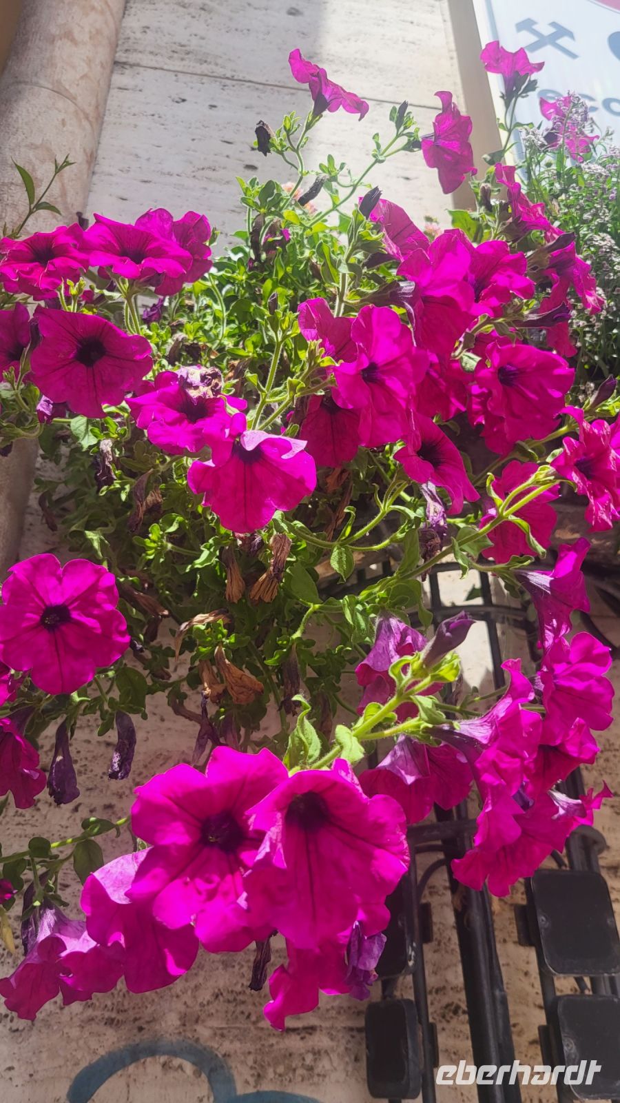 155 – Italien, Trentino, Trient