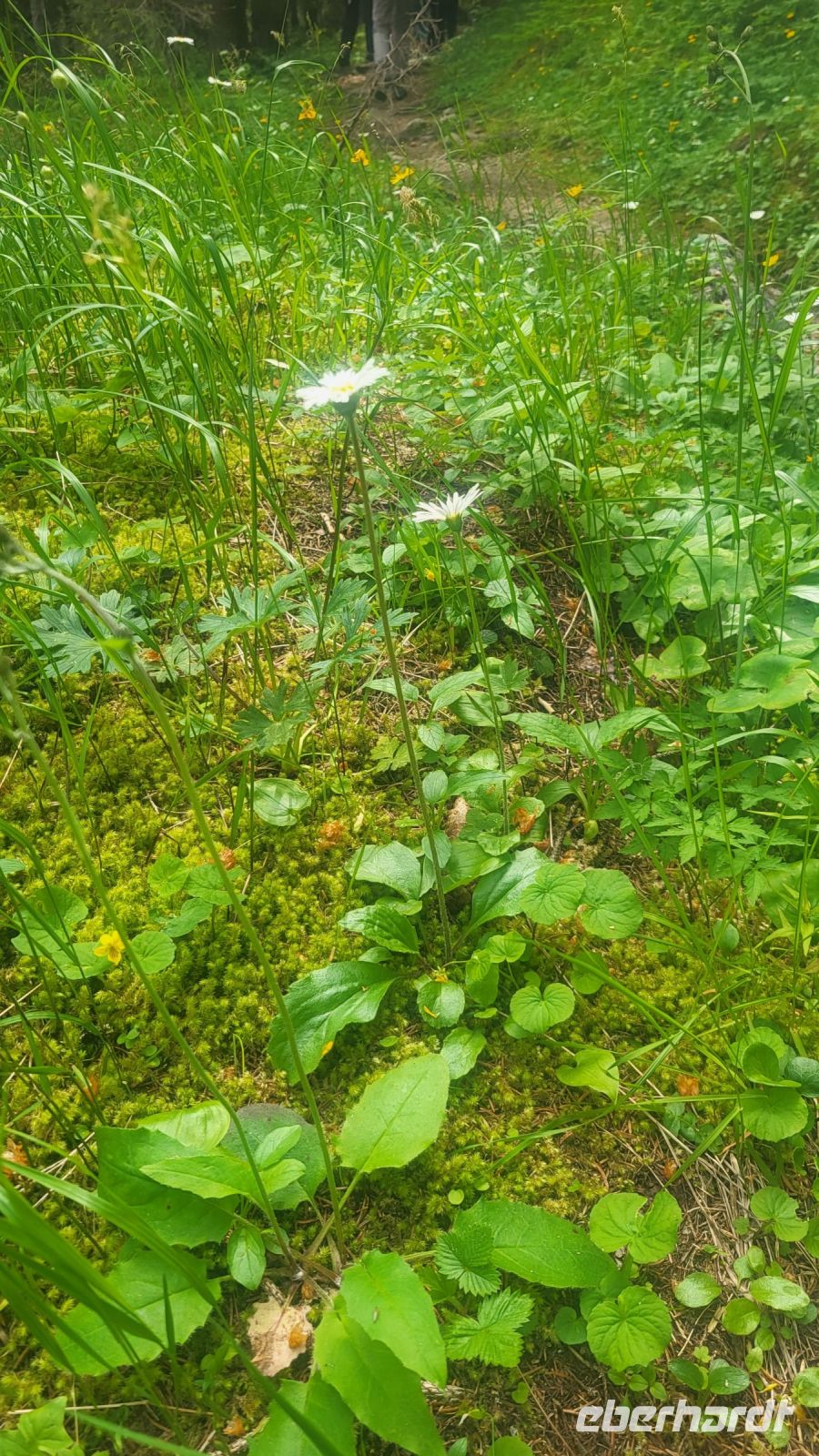 173 – Italien, Trentino, Adamello-Brenta