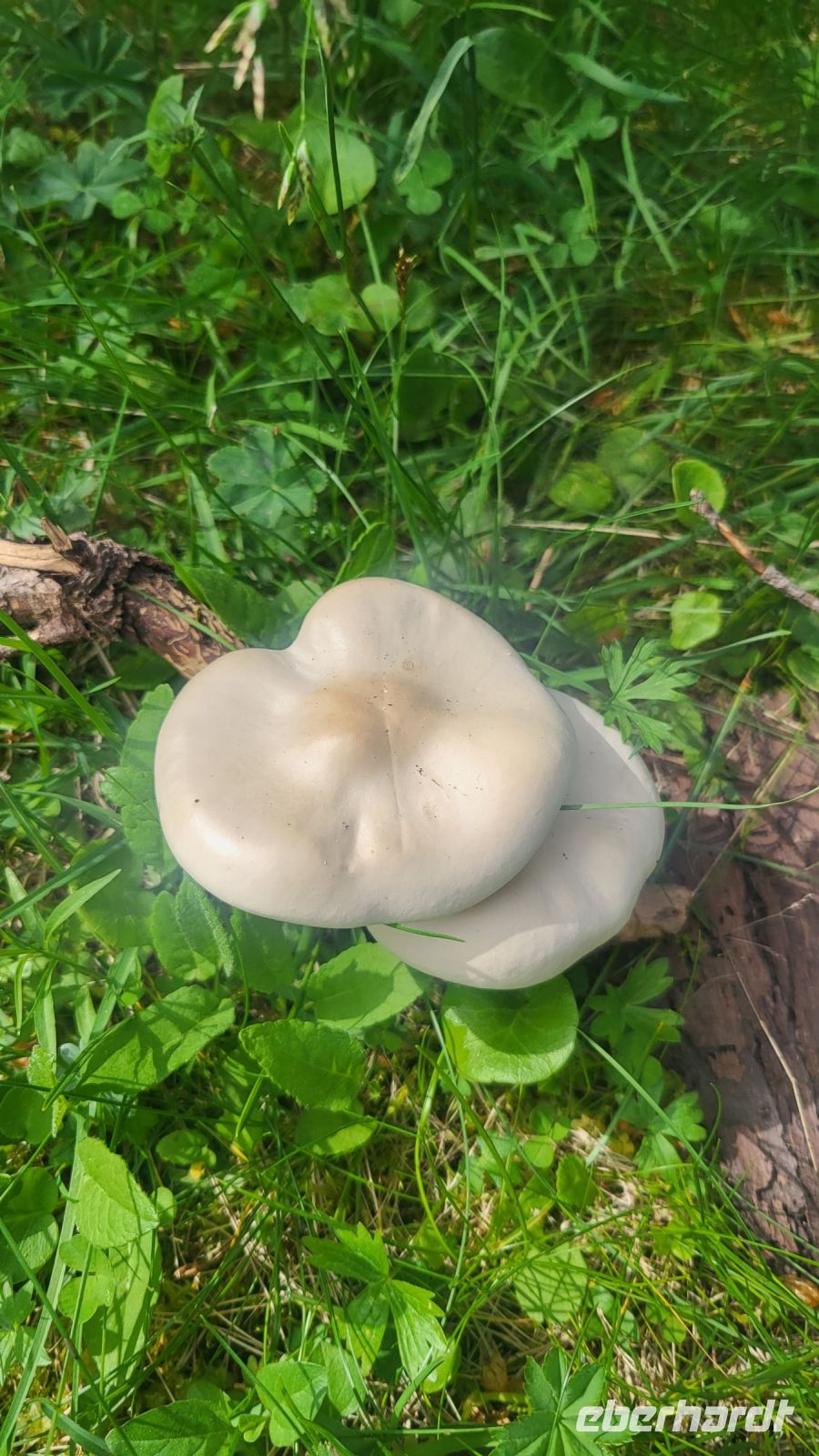 174 – Italien, Trentino, Adamello-Brenta