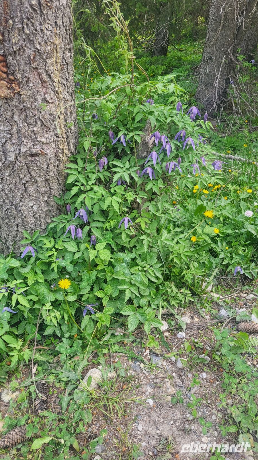 175 – Italien, Trentino, Adamello-Brenta