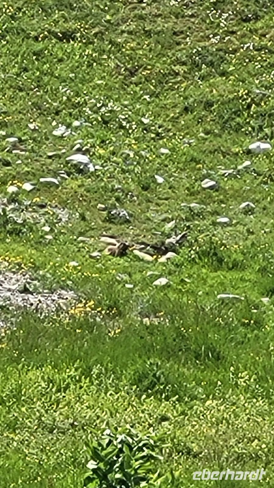 177 – Italien, Trentino, Adamello-Brenta