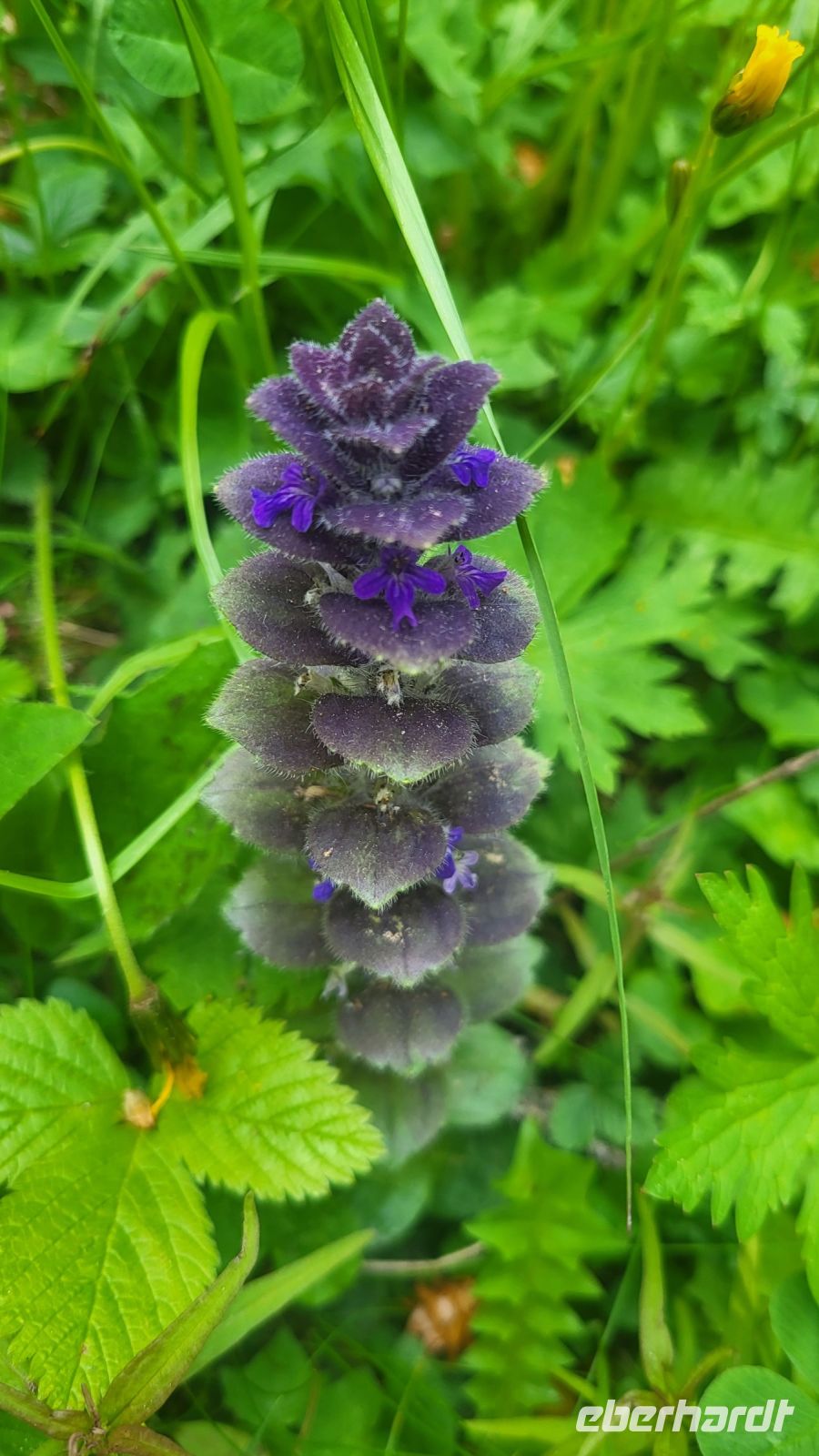 193 – Italien, Trentino, Adamello-Brenta