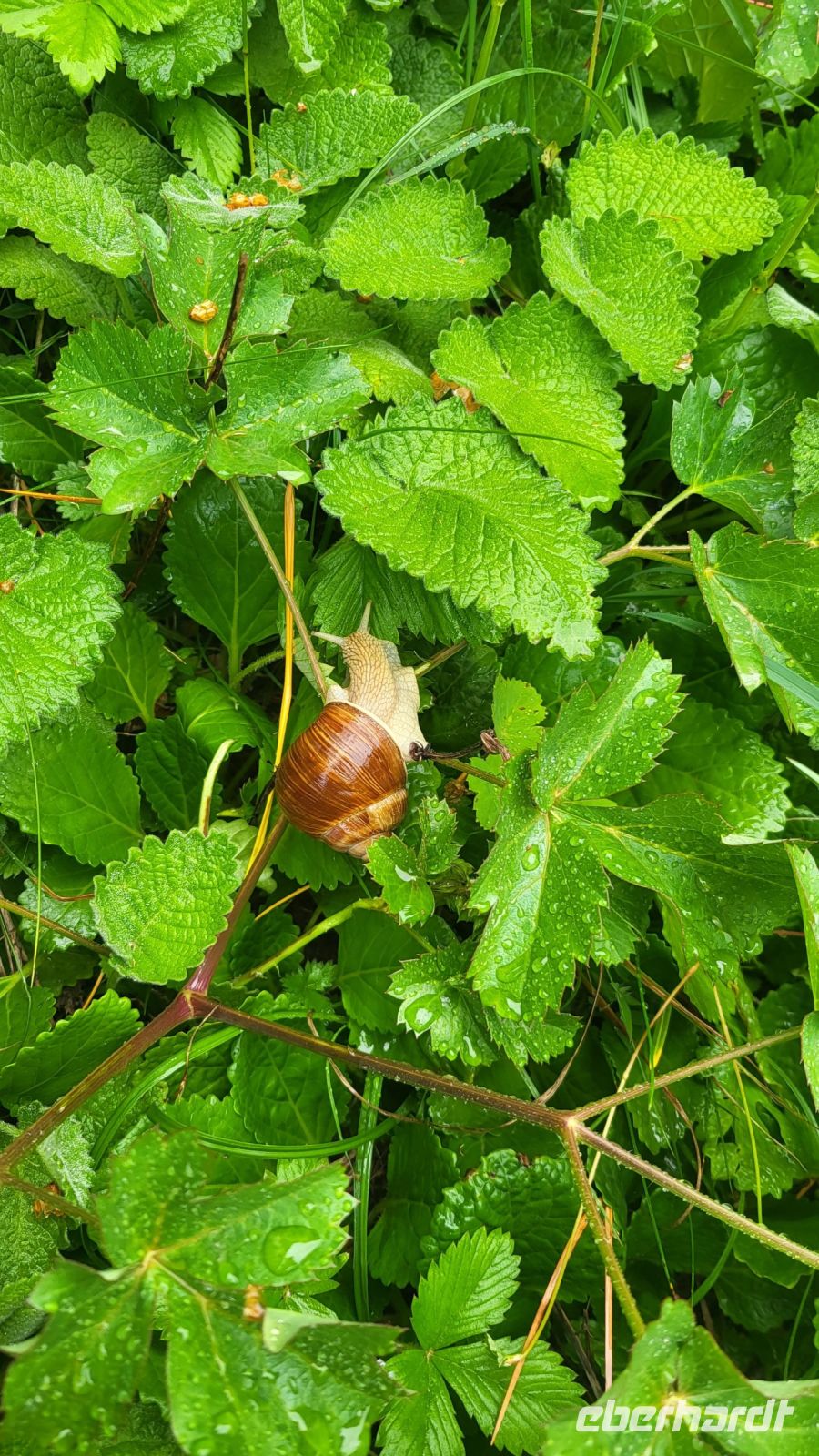 197 – Italien, Trentino, Madonna di Campiglio, Wanderung