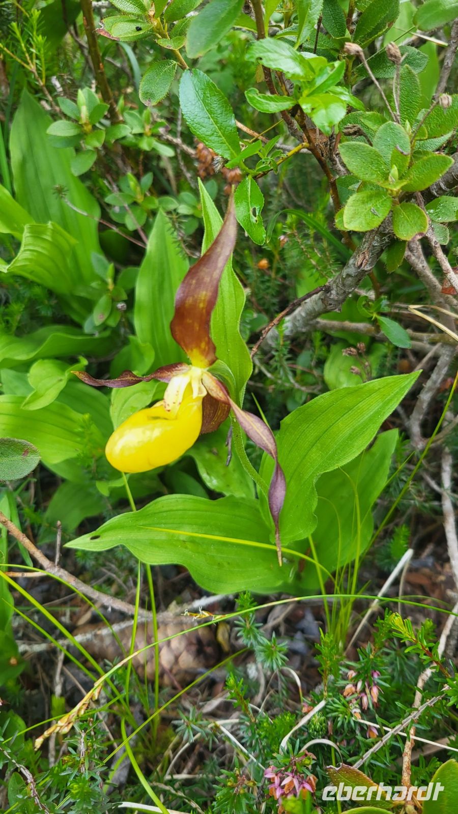 200 – Italien, Trentino, Madonna di Campiglio, Wanderung