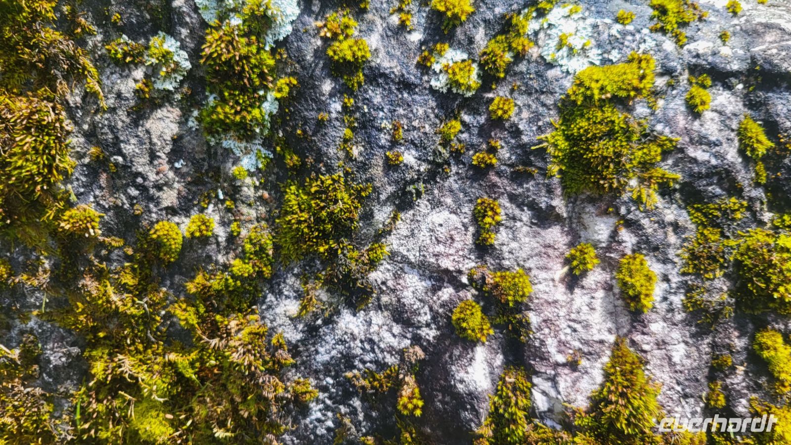 211 – Italien, Trentino, Madonna di Campiglio, Wanderung