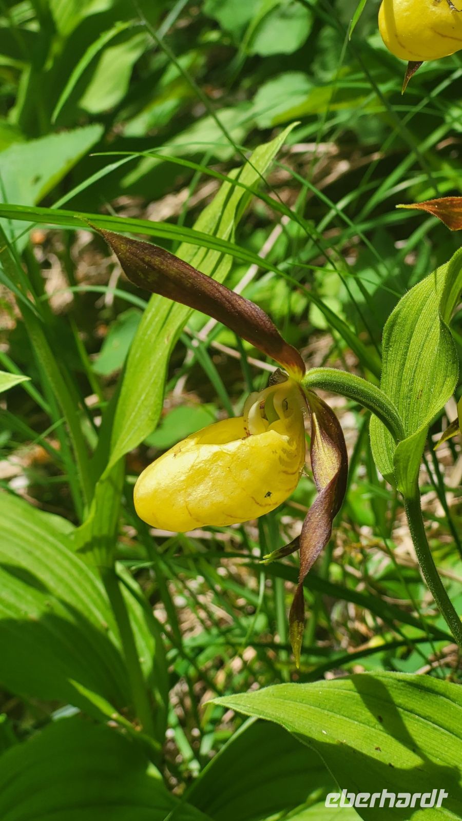 223 – Italien, Trentino, Madonna di Campiglio, Wanderung