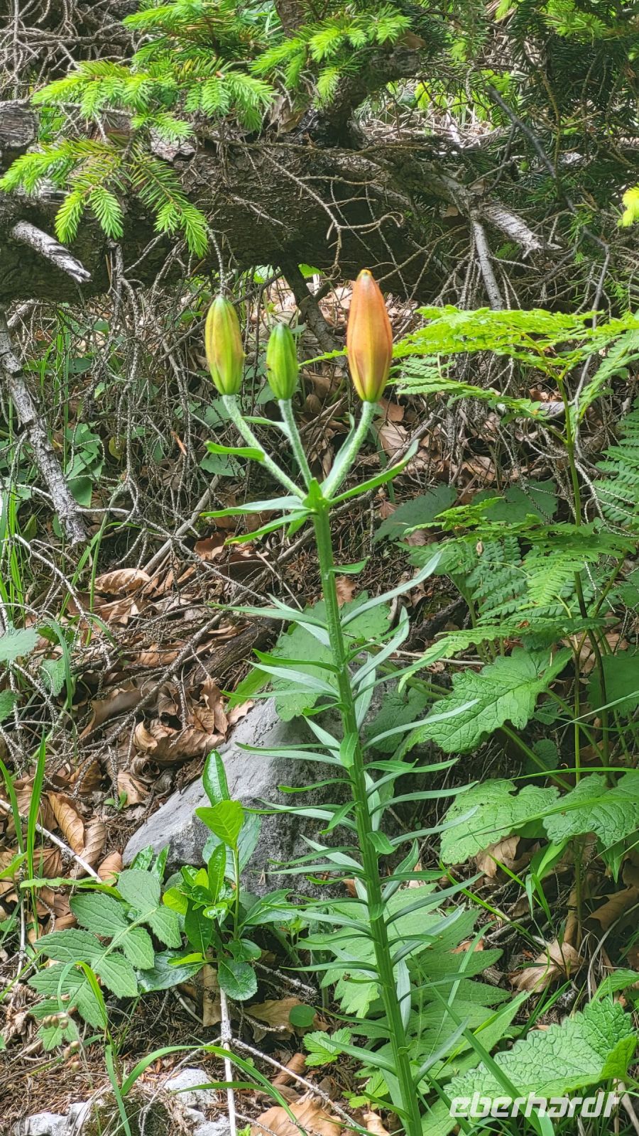 224 – Italien, Trentino, Madonna di Campiglio, Wanderung