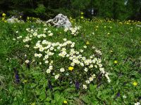 Blühende Almenwiesen