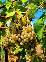 Im Weingut ist der Wein gut