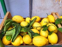 Sorrent Spezialität: Zitronen