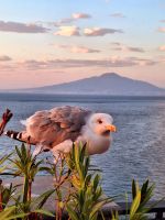 Sorrent Möwe vor Vulkan