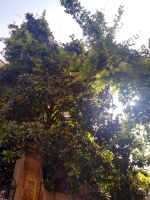 200 Jahre alte Magnolie