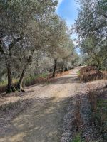 Trasimenischer See - Isola Maggiore 