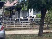 einige von 1000 Kühen