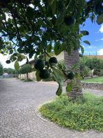 hier waren die größeren Oliven