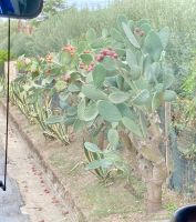 auch am Straßenrand blüht es