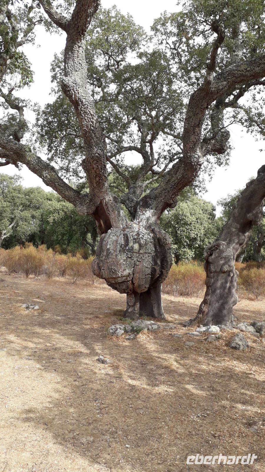 Uralte Korkeichen in Pranu Muttedu