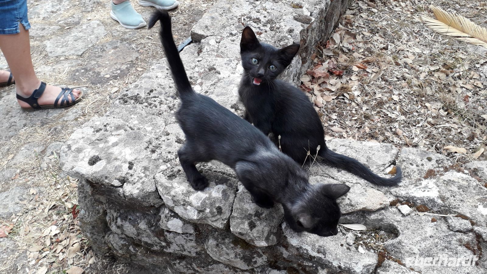 Mutterlose Kätzchen am Eingang in Pranu Muttedu